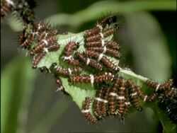 CU Many Orange Lacewing Butterfly (Cethosia penthesilea) caterpillars feeding on leaf, Australia Stock Footage