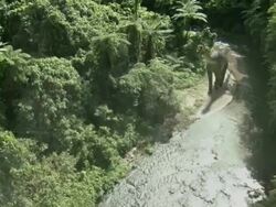 Long Shot aerial tracking-right - A Brachiosaurus follows a beaten path along a mountainside in a computer-generated animation. / Denver, Colorado, USA Stock Footage