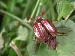 Cockchafer beetle (Melolontha sp.) opening wings and taking off, England Stock Footage