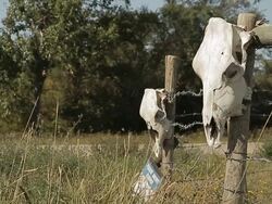 Skulls of cows on a fence in a field Stock Footage