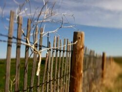 Tumbleweed in Fence Stock Footage