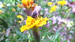 Bumblebee gathering pollen Stock Footage