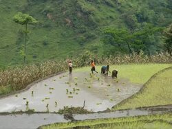 T/L people planting rice in paddy, Bahundanda, Himalayas Stock Footage