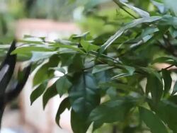 Cutting leaf Stock Footage