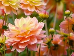 HD vibrant flowers in garden Stock Footage