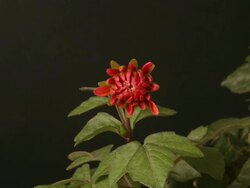 Chrysanthemum-like flower closing, black background, timelapse reversed. Stock Footage