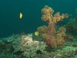 Reef, soft coral, butterfly fish pair, push. Indonesia  Stock Footage