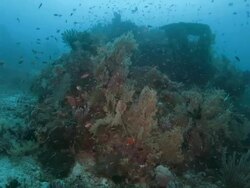 Healthy coral reef with plenty of fishes Stock Footage