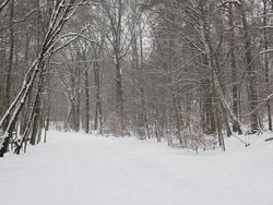 Winter Forest with snowfall Stock Footage