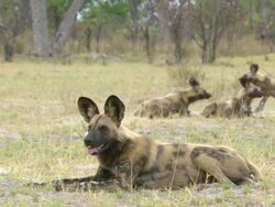 MS PAN Shot of Pack of African wild dogs resting in open plain / Okavango Delta, North West District, Botswana Stock Footage