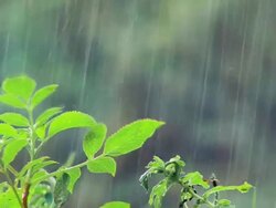 Water drops on grass Stock Footage