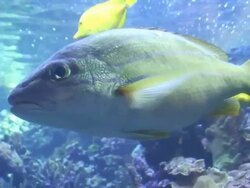 Hawaiian Reef Aquarium with Fishes Stock Footage