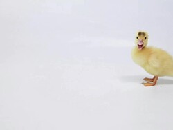 Duckling Stock Footage