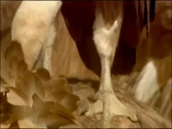 Griffon Vultures (Gyps fulvus) feeding, Autumn, Sierra Morena, Andalusia, Southern Spain Stock Footage
