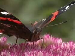 Red Admiral (Vanessa atalanta) feeding on Sedum, UK Stock Footage