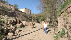 Herding the Herd, Guzelyurt, Turkey Stock Footage