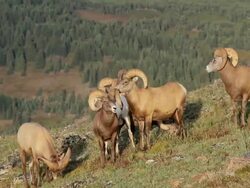 MS Shot of bighorn rams grazing on tundra at sunrise with mountain / Grand Lake, Colorado, United States Stock Footage