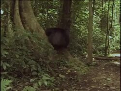 WS, Chimpanzee (Pan troglodytes) jumping in forest, (drum display), Gombe Stream National Park, Tanzania Stock Footage