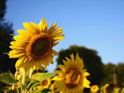 Sunflower Stock Footage