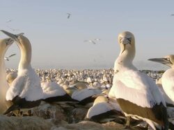 MS Shot of Multitudes of nesting Cape gannets gathered on island preening and several engaged in mating behavior / Namaqualand, Northern Cape, South Africa Stock Footage