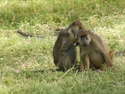 Grooming Baboons Stock Footage