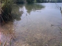 Grass Snake swims right to left, UK Stock Footage