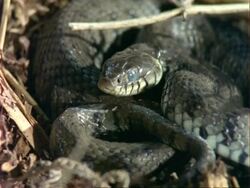 CU Grass Snake curled up, flicks tongue, UK Stock Footage
