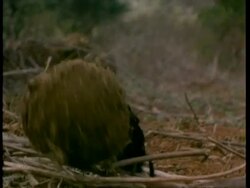 CU dung beetle rolls dung ball towards camera, Kenya Stock Footage