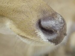Close-up Brow-antlered deer is chewing the food Stock Footage