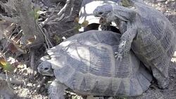 HD: Turtles mating in slow motion Stock Footage