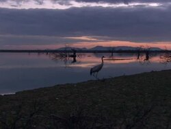 European Crane (Grus grus) alone on shore, North East Extremadura in Dehesa. Stock Footage