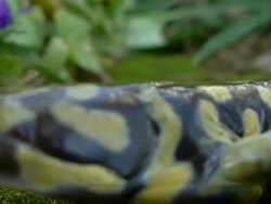 Tiger Salamander walking Stock Footage