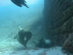 Several California Sea Lions (Zalophus californianus) resting on sea floor, La Paz, Sea of Cortez, Mexico Stock Footage