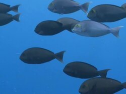 School of Pale Surgeonfish (Acanthurus mata) swimming in the blue, profile, CU, Vaavu Atoll, The Maldives Stock Footage