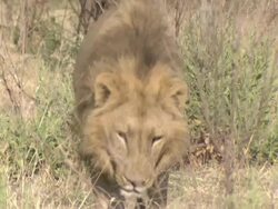 MS TS Shot of Male lion walking through dry grass / Okavango Delta, North West District, Botswana Stock Footage