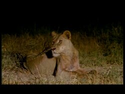 MS African Lion (Panthera leo) lying alert in grass, Botswana Stock Footage