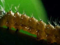 CU yellow caterpillar crawling along branch, Botswana, Africa Stock Footage