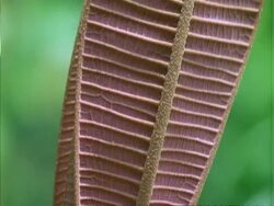 Leaf, Close up on pink leaf, tilts up to tip. Stock Footage