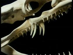 CU side view of snake skull, rear fangs on jaw against black background, Studio Stock Footage