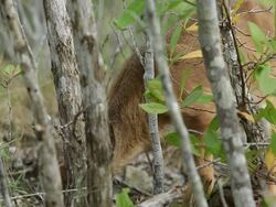 Florida Key Deer Stock Footage