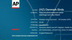 Natural phenomenon sees starlings turn sky black Instructional Video