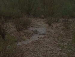 Rain falling amongst scrub and cactus, water flowing into small pools, Sonoran Desert, Arizona, USA Stock Footage