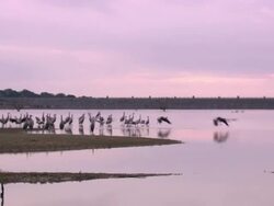 Common Cranes (Grus grus) Leaving roost on Lake Cubillar, Caceres Province in Extremadura, Spain Stock Footage