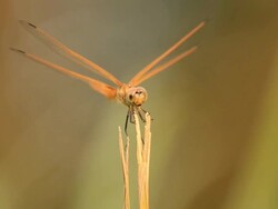 Dragonfly in action Stock Footage