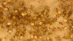 Cluster of baby spiders moving around on web Stock Footage