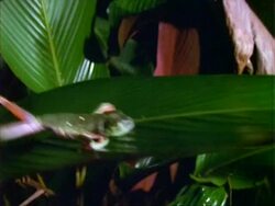 Red-eyed tree Frog (Agalychnis callidryas), lands on leaf and jumps off again. Stock Footage