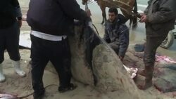 CLEAN : Manta Ray fish wash up News Clip