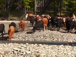 Cowboys  on horseback herding cattle across a river Stock Footage