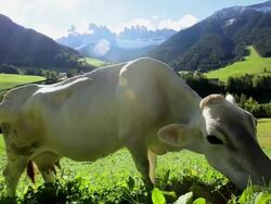 WS Cow grazing in an alpine pasture / South Tyrol, Italy Stock Footage