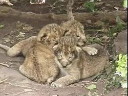 Young lion cubs snuggled together Stock Footage